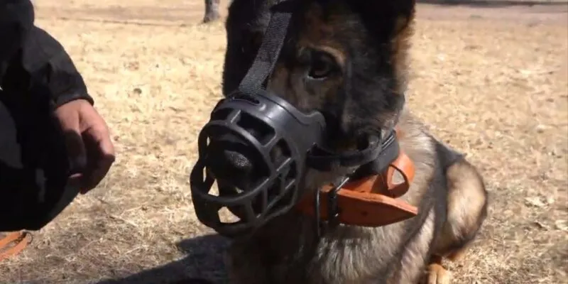 Perros Potencialmente Peligrosos